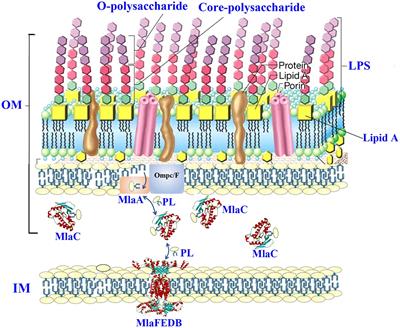 Salmonella antimicrobials inherited and the non-inherited resistance: mechanisms and alternative therapeutic strategies